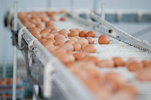 Egg grader. stock photo