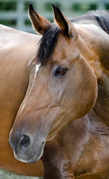 istock Alert Sport Horse 184378109