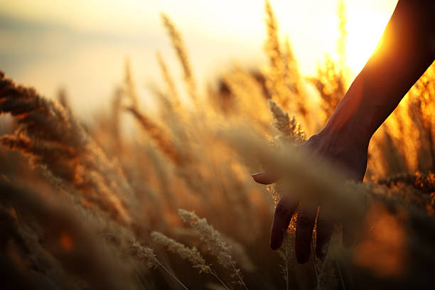 касаясь «harvest - nature abstract sunlight cereal plant wheat стоковые фото и изображения