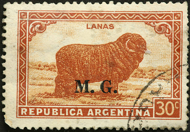istock large wooly sheep on and old Argentine postage stamp 184378517