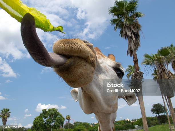 Yumyum Lechuga Foto de stock y más banco de imágenes de Alimentar - Alimentar, Alto - Descripción física, Animal