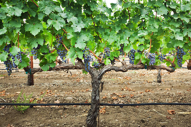 cabernet sauvignon wino winogron w winnicy napa valley - napa valley vineyard carneros valley northern california zdjęcia i obrazy z banku zdjęć