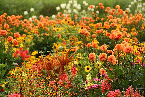 flower garden im sommer - dahlie stock-fotos und bilder