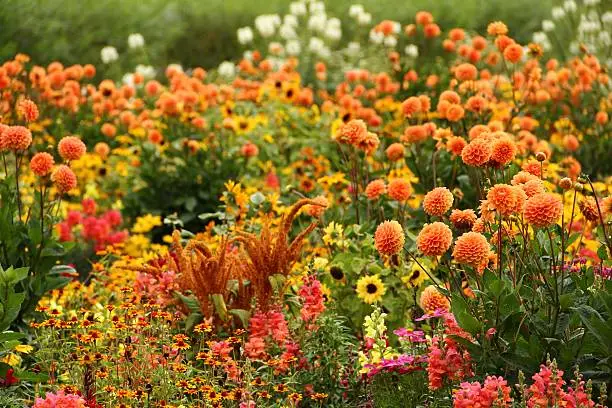 Large flower garden in summer