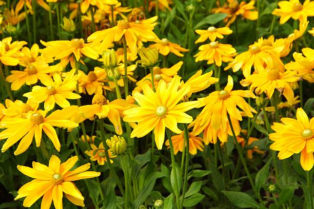 istock Golden Rudbeckia 184379094