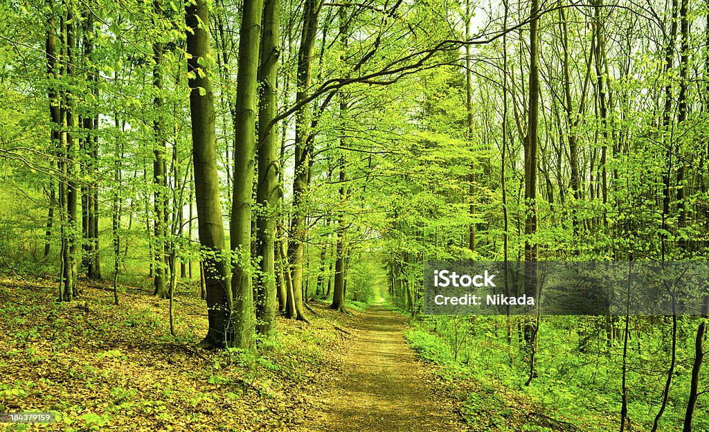 pathway in the forest Awe Stock Photo