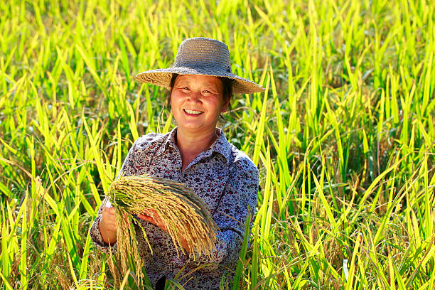 istock happy farmer holding rice in the field 184379164