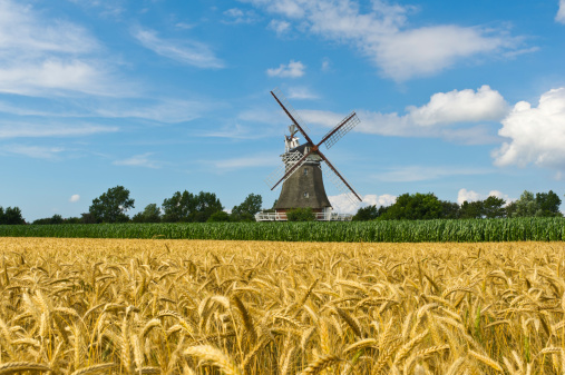 old Windmill on Island Foehr and wheat field wide DOF