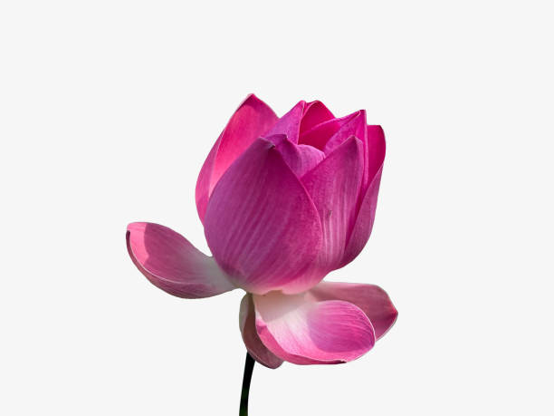 istock Pink lotus flowers blooming with isolated background. 1843796330
