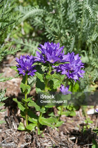 Foto de Campânula Flor Em Flor e mais fotos de stock de Campânula - Flor temperada - Campânula - Flor temperada, Beleza natural - Natureza, Botânica - Assunto