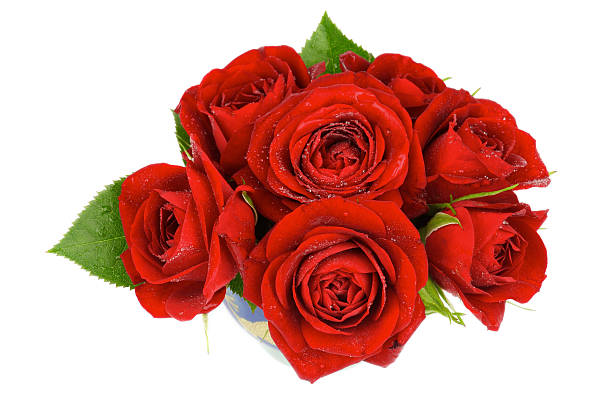 Red Roses stock photo