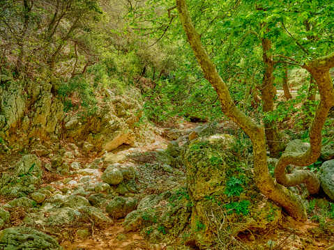 Photo of  trees and vegetation in the dried-up river along the road through the gorge Therissos on the island of Cretes, Greece
