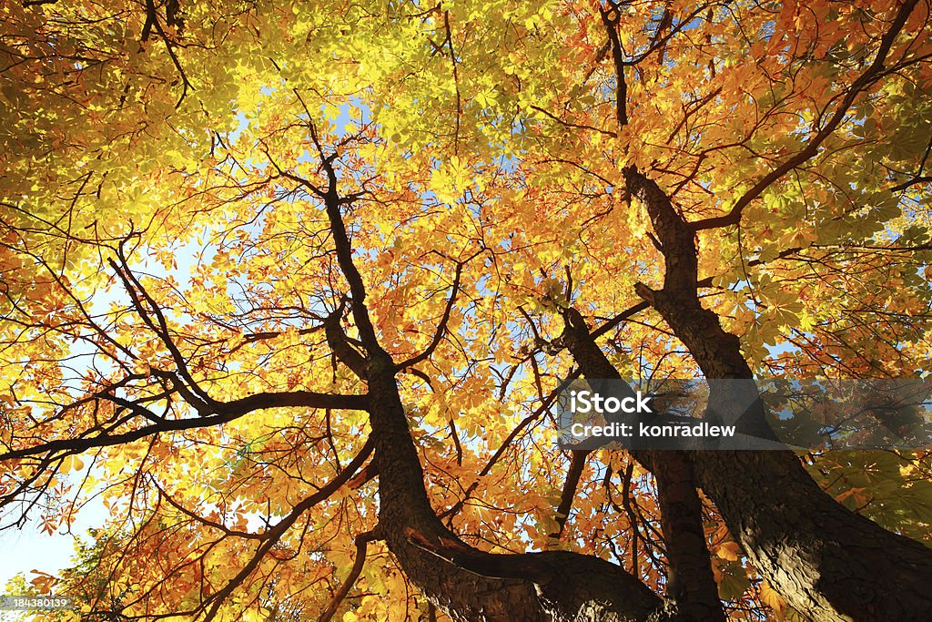 Autumn Tree 見上げる-カラフルな秋の葉 - 森林のロイヤリティフリーストック��フォト