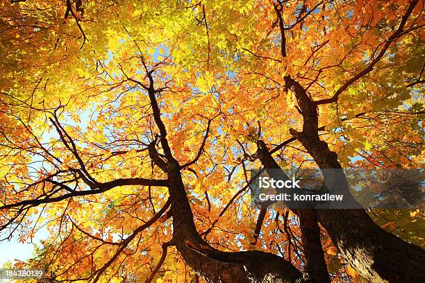 Autumn Tree 見上げるカラフルな秋の葉 - 森林のストックフォトや画像を多数ご用意 - 森林, 樹木, 高い