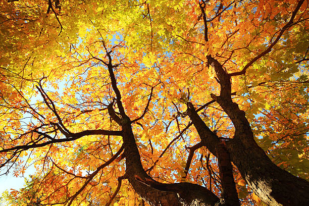 istock Autumn Tree Looking Up - Colorful Fall Leaves 184380139
