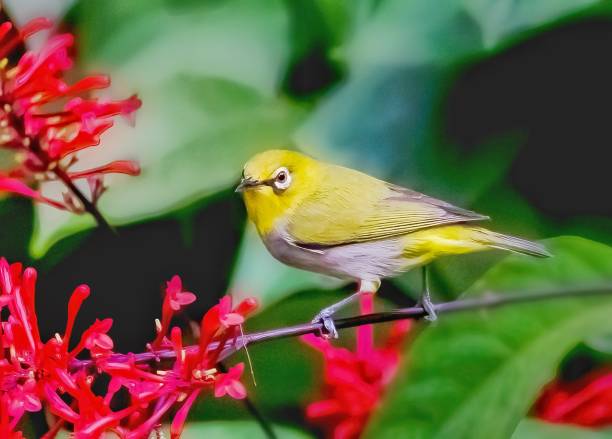 istock A Needlebird Perched on A Branch Next to Red Flowers 1843802591