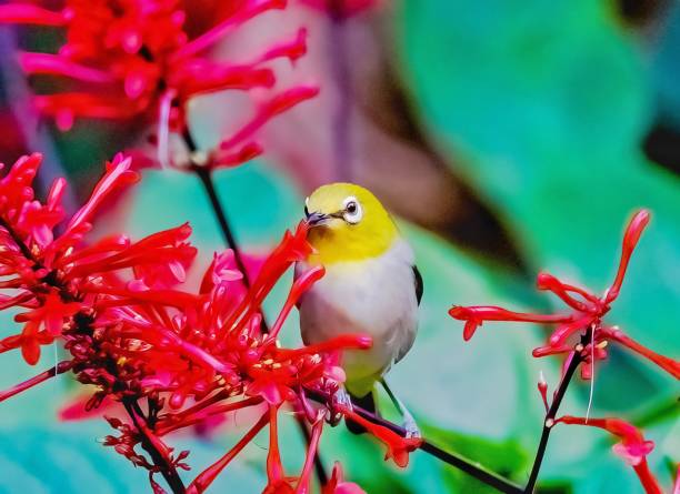 istock A Yellow and White Needlebird Perched on A Branch with Red Flowers 1843802602