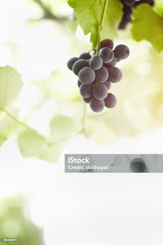 VINO, uvas - Foto de stock de Hoja de la vid libre de derechos