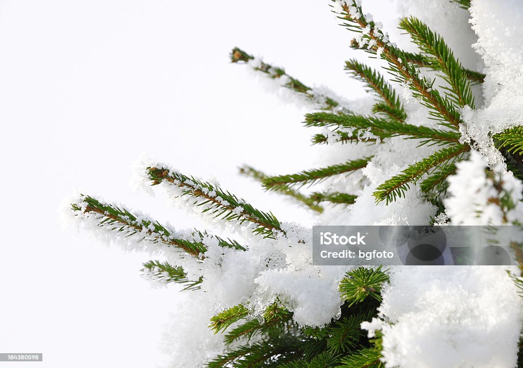 Christmas Tree Christmas tree with snow. - Isolated over white background. Branch - Plant Part Stock Photo