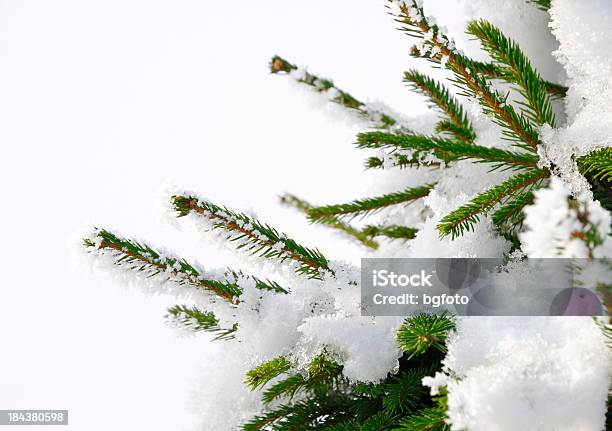 Christmas Tree Stock Photo - Download Image Now - Branch - Plant Part, Celebration Event, Christmas