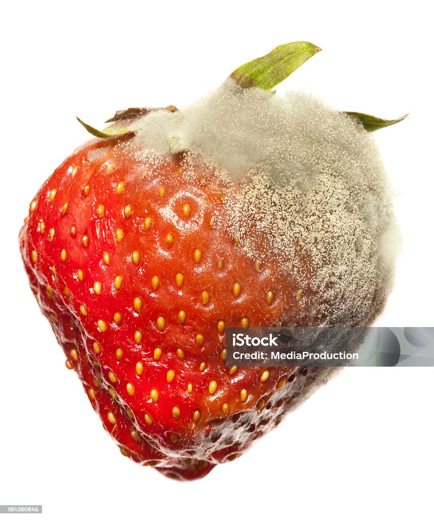 Strawberry Gray Mold disease Diseased strawberry with mold started from one corner,, other half is intact. Fungal Mold Stock Photo