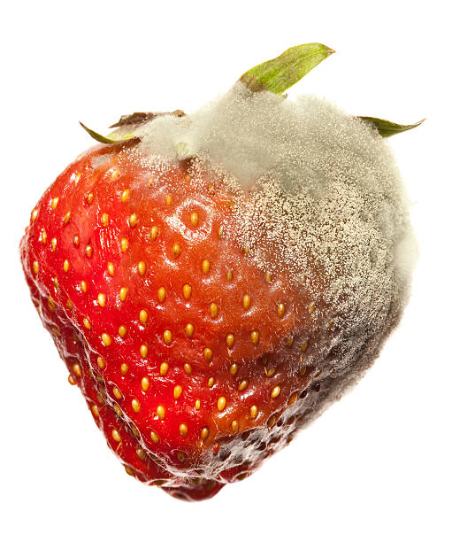Strawberry Gray Mold disease Diseased strawberry with mold started from one corner,, other half is intact. hypha photos stock pictures, royalty-free photos & images