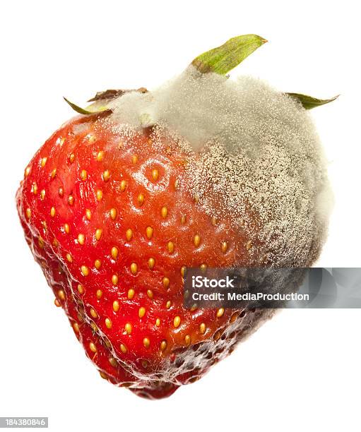 Strawberry Gray Mold Disease Stock Photo - Download Image Now - Fungal Mold, Food, Rotting