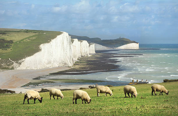 English Idyll A Classic English Scene of Sheep grazing on the South Downs overlooking the English Channel and breathtaking chalk cliffs know as the 'Seven Sisters'. national trust photos stock pictures, royalty-free photos & images