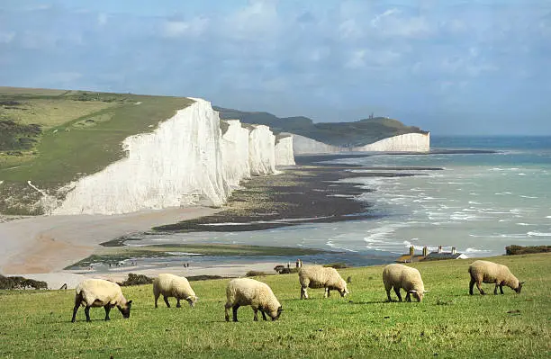 A Classic English Scene of Sheep grazing on the South Downs overlooking the English Channel and breathtaking chalk cliffs know as the 'Seven Sisters'.