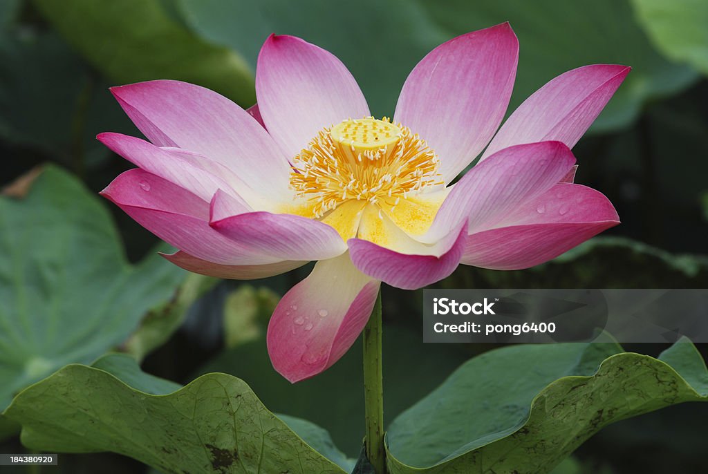 Lotus. - Lizenzfrei Blatt - Pflanzenbestandteile Stock-Foto