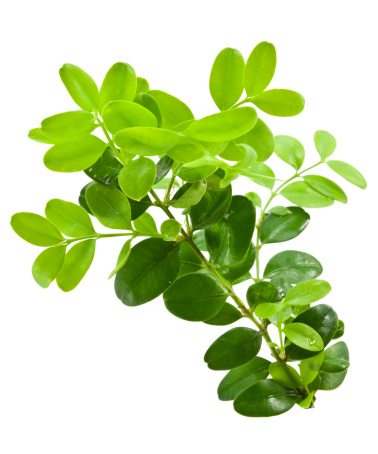 Bunch of boxwood twigs (Buxus sempervirens) on white background.