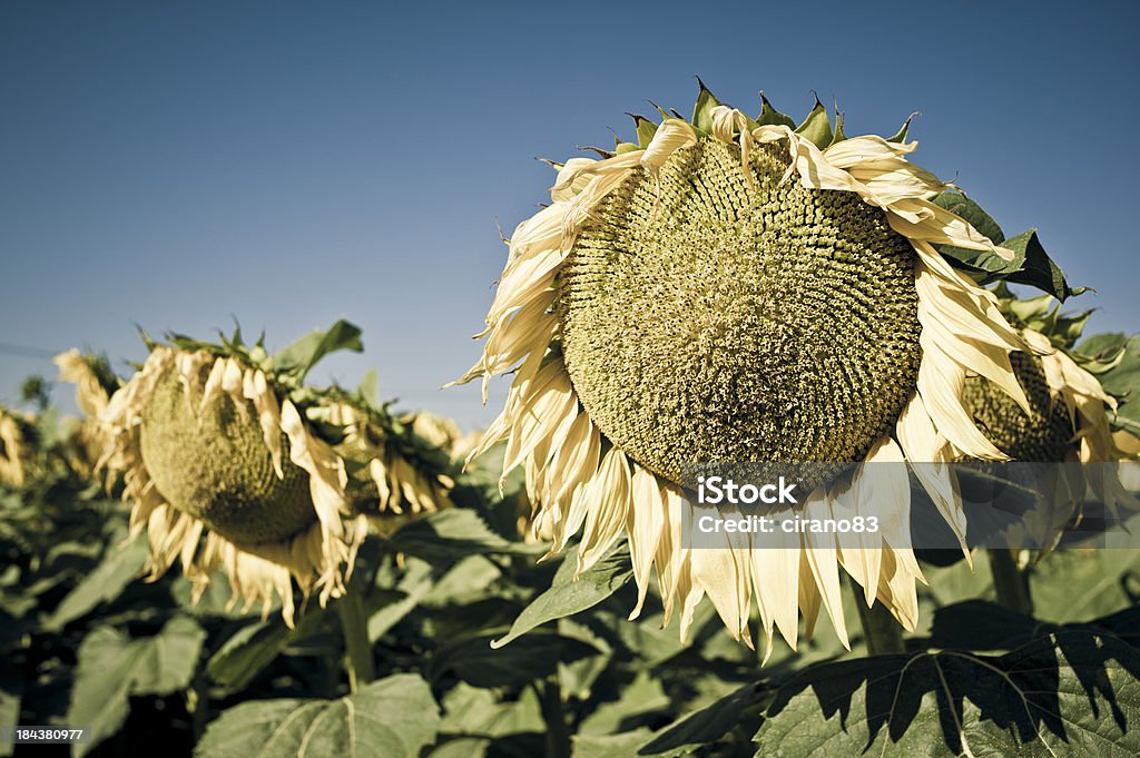 Withered tournesols à proximité jusqu'au début de l'automne - Photo de Tournesol libre de droits