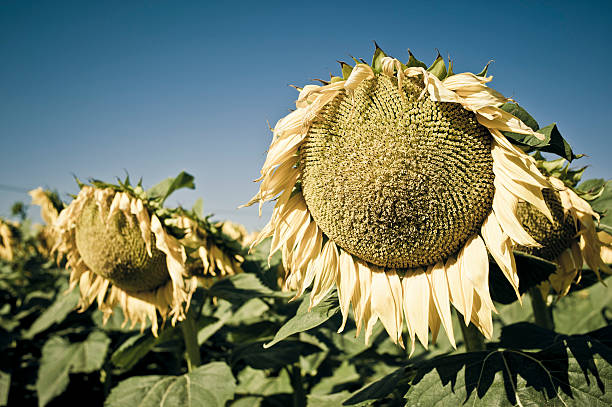 Withered sunflowers close up in the Autumn beginning, Tuscany.