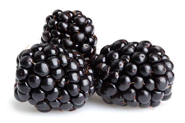 Blackberries Blackberries on white backgroundOther fruits and berries: blackberry fruit stock pictures, royalty-free photos & images