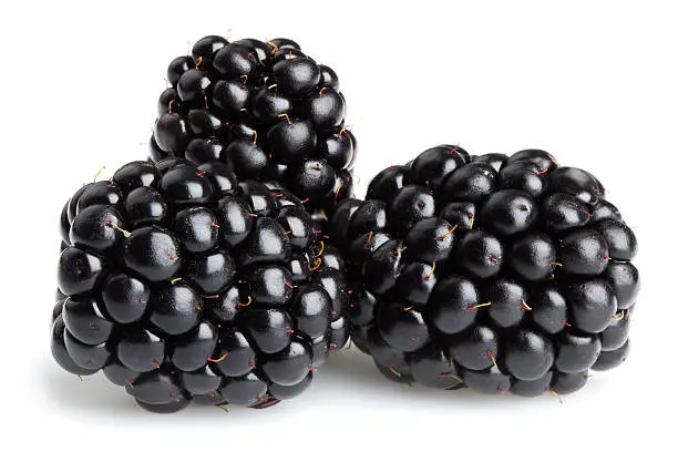 Blackberries on white backgroundOther fruits and berries: