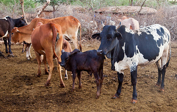 istock Zebu cattle in Maasai land. 184381272