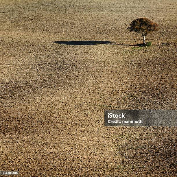 Albero Solitario - Fotografie stock e altre immagini di Agricoltura - Agricoltura, Albero, Albero solitario