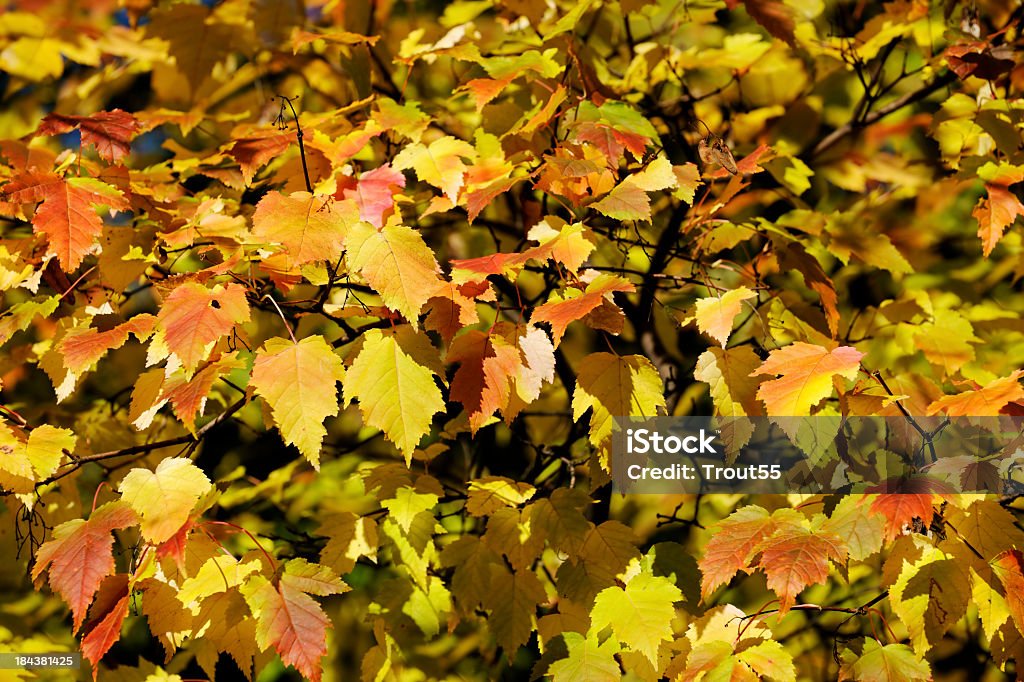 Autumnal hojas - Foto de stock de Amarillo - Color libre de derechos