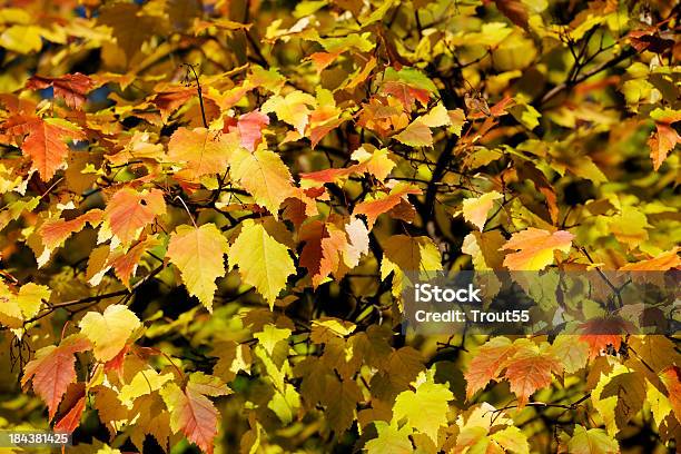 Autumnal Hojas Foto de stock y más banco de imágenes de Amarillo - Color - Amarillo - Color, Arce, Belleza de la naturaleza