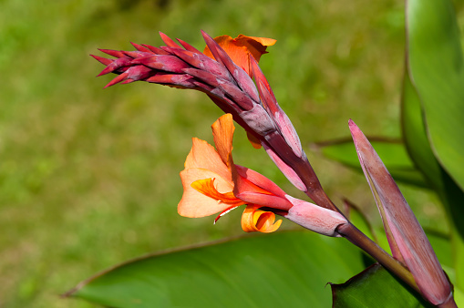 Red Canna Indica in garden.  Selective focus, shallow DOF.