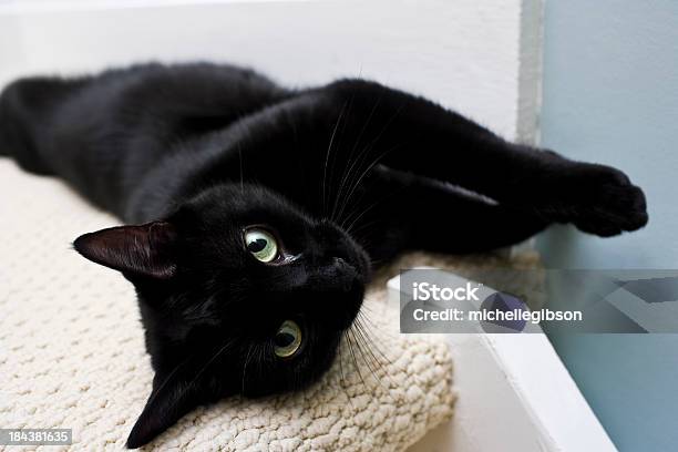 Schwarze Cat Stockfoto und mehr Bilder von Hauskatze - Hauskatze, Schwarz - Farbe, Grüne Augen
