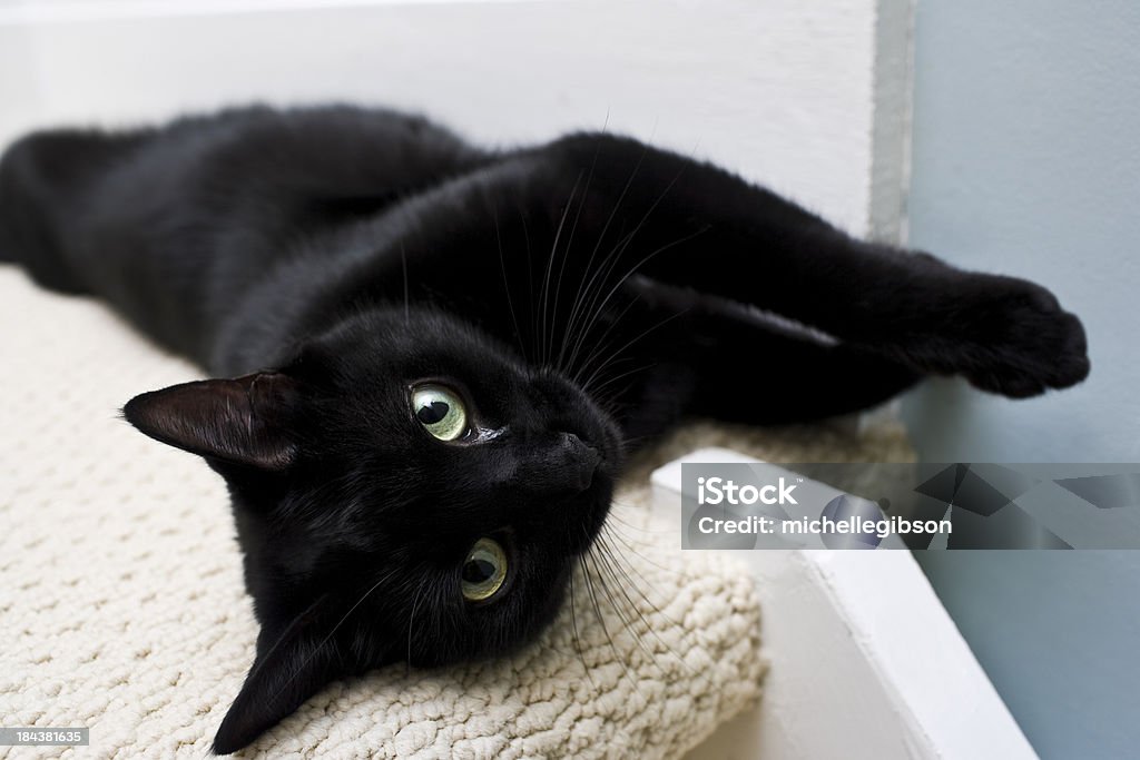 Black 자본가 - 로열티 프리 애완고양이 스톡 사진