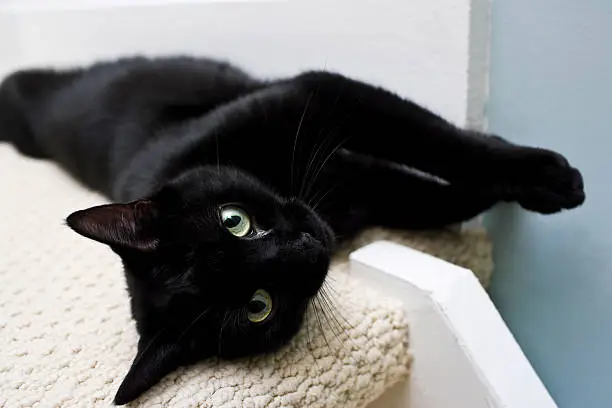 Playful black cat looking at the camera while stretching along side an interior wall at the top of a staircase