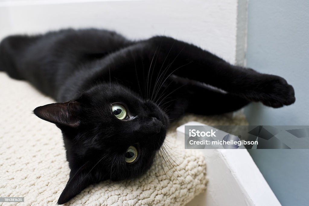 Gato preto - Royalty-free Gato domesticado Foto de stock