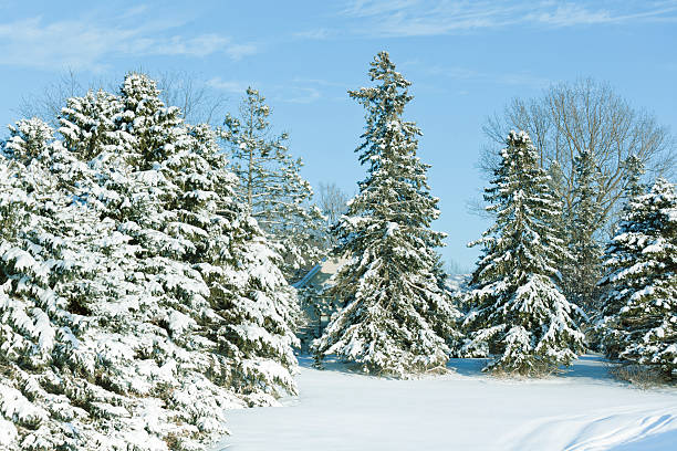 istock Snowy Pine Trees in Winter Nature Scene 184381722
