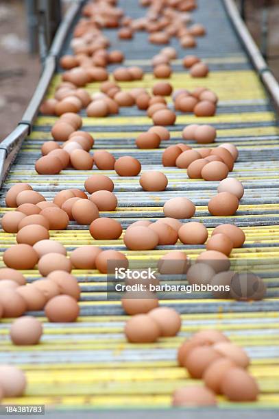 Eier Produktion Stockfoto und mehr Bilder von Ei - Ei, Herstellendes Gewerbe, Sammlung