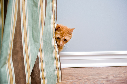 Orange Indoor house cat hides behind a curtain