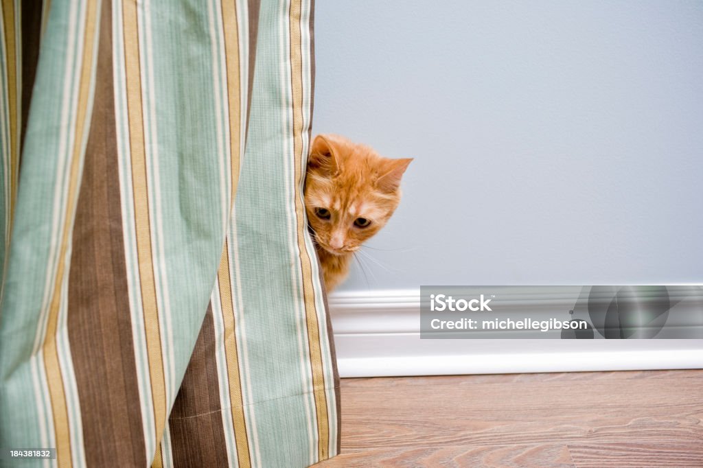 Nieśmiały Cat - Zbiór zdjęć royalty-free (Kot domowy)
