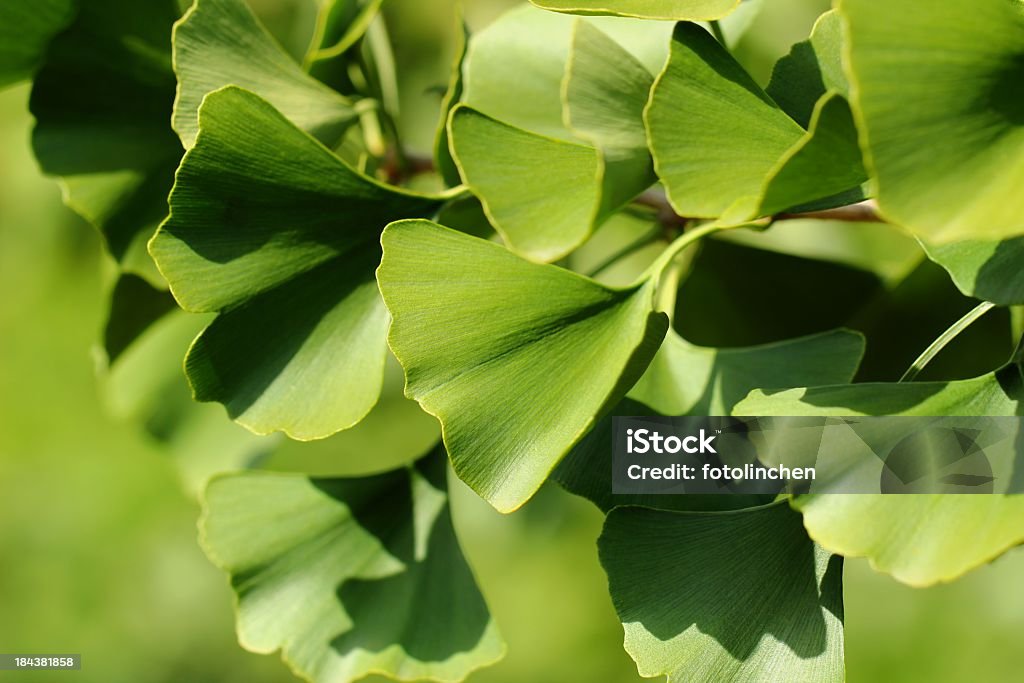 Ginkgo - Foto de stock de Descrição de Cor royalty-free