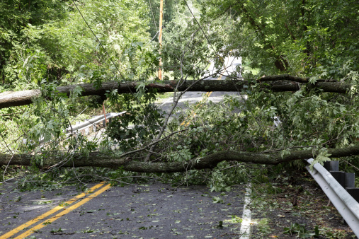 Fallen tree that has fallen on the road taking power lines down as well during a storm